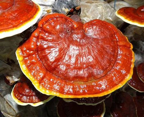 گانودرمای اصل چه ظاهری دارد؟